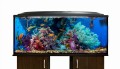coral.jpg
